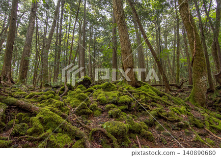 Aokigahara Forest 140890680