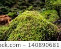 苔蘚 140890681