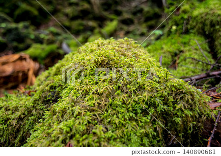 苔蘚 140890681