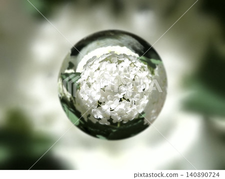 Hydrangea Hydrangea 140890724