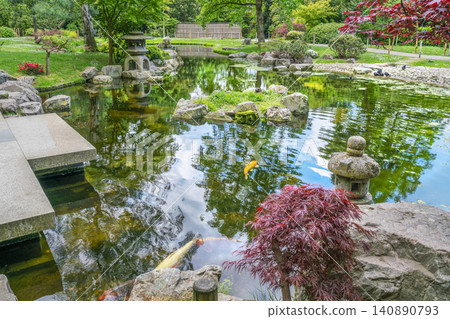 Fantastic Japanese maple in London Fantastic Japanese maple in London 140890793