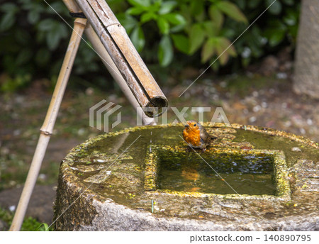 A robin cleaning its feathersin the tsukubai (crouching basin) is naturally low to the ground and features a continuously running, gently overflowing stream of fresh water in Japanese garden A robin cleaning its feathersin the tsukubai (crouching basin) is naturally low to the ground and features a continuously running, gently overflowing stream of fresh water in Japanese garden 140890795