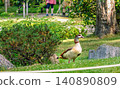An colorful  Egyptian goose in a pond at the Kyoto Japanese Garden in London in Holland park in May 140890809