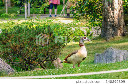 An colorful Egyptian goose in a pond at the Kyoto Japanese Garden in London in Holland park in May An colorful Egyptian goose in a pond at the Kyoto Japanese Garden in London in Holland park in May 140890809