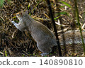 A squirrel eating sweet  food whick I give it in the Japanese Garden. 140890810
