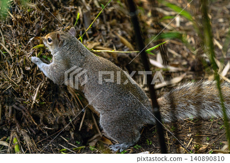 A squirrel eating sweet food whick I give it in the Japanese Garden. A squirrel eating sweet food whick I give it in the Japanese Garden. 140890810