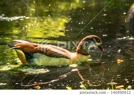 An Egyptian goose in a pond at the Kyoto Japanese Garden in London. An Egyptian goose in a pond at the Kyoto Japanese Garden in London. 140890812