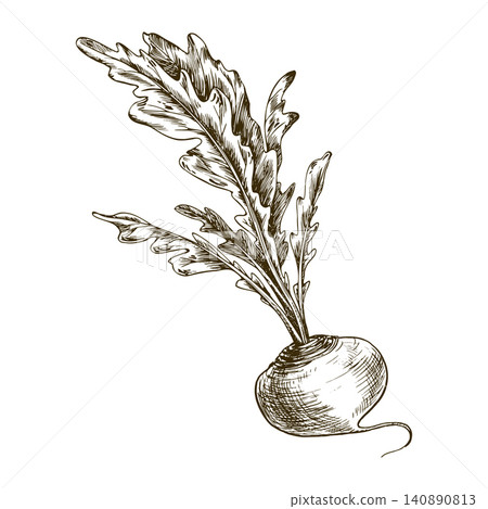 Hand-drawn vintage style illustration of a fresh radish with leafy greens, engraved garden vegetable sketch for healthy food and cooking designs Hand-drawn vintage style illustration of a fresh radish with leafy greens, engraved garden vegetable sketch for healthy food and cooking designs 140890813