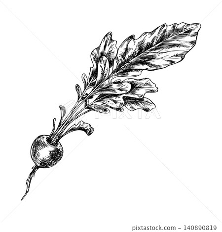 Radish with leaf hand drawn illustration in woodcut style. Engraving sketch of fresh vegetable for menu design, organic food market, culinary ingredient and botanical farm product. 140890819