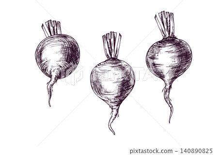 Beetroot hand drawn illustration in vintage engraving style. Set of fresh beet vegetable for culinary design. Organic farm product for menu, recipe, sticker and kitchen decor element. Beetroot hand drawn illustration in vintage engraving style. Set of fresh beet vegetable for culinary design. Organic farm product for menu, recipe, sticker and kitchen decor element. 140890825