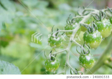 未成熟的番茄表面佈滿水珠 未成熟的番茄表面佈滿水珠 140891533