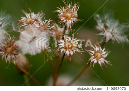 狐薊(Cirsium japonicum)已經散播完它的絨毛了。 狐薊(Cirsium japonicum)已經散播完它的絨毛了。 140892070