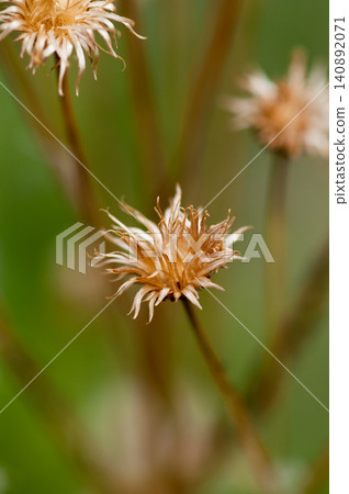 The fox thistle (Cirsium japonicum) has finished scattering its fluff. The fox thistle (Cirsium japonicum) has finished scattering its fluff. 140892071