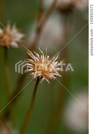 The fox thistle (Cirsium japonicum) has finished scattering its fluff. The fox thistle (Cirsium japonicum) has finished scattering its fluff. 140892072