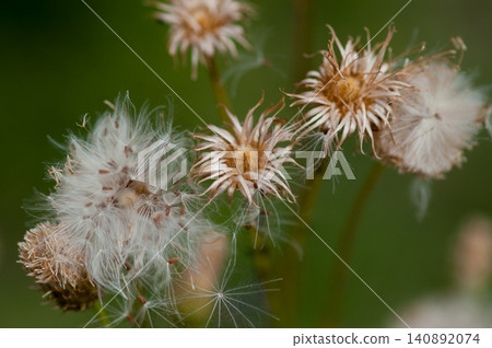 狐薊(Cirsium japonicum)已經散播完它的絨毛了。 狐薊(Cirsium japonicum)已經散播完它的絨毛了。 140892074