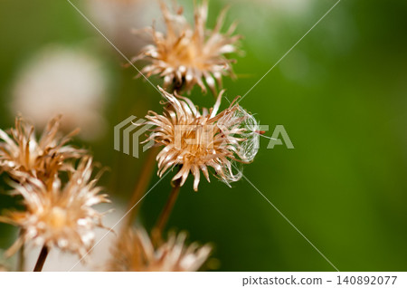 The fox thistle (Cirsium japonicum) has finished scattering its fluff. The fox thistle (Cirsium japonicum) has finished scattering its fluff. 140892077
