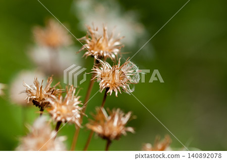 狐薊(Cirsium japonicum)已經散播完它的絨毛了。 狐薊(Cirsium japonicum)已經散播完它的絨毛了。 140892078