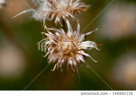 The fox thistle (Cirsium japonicum) has finished scattering its fluff. The fox thistle (Cirsium japonicum) has finished scattering its fluff. 140892138
