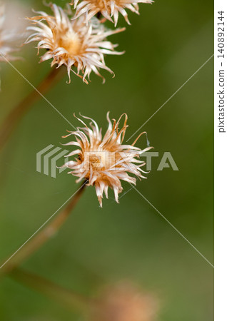 The fox thistle (Cirsium japonicum) has finished scattering its fluff. The fox thistle (Cirsium japonicum) has finished scattering its fluff. 140892144
