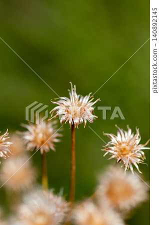 狐薊(Cirsium japonicum)已經散播完它的絨毛了。 狐薊(Cirsium japonicum)已經散播完它的絨毛了。 140892145