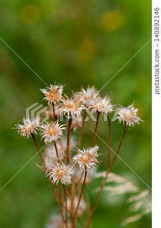 The fox thistle (Cirsium japonicum) has finished scattering its fluff. The fox thistle (Cirsium japonicum) has finished scattering its fluff. 140892146