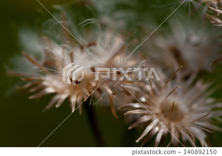 狐薊（Cirsium japonicum）已經散播完它的絨毛了。 140892150