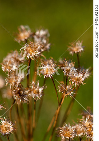 狐薊(Cirsium japonicum)已經散播完它的絨毛了。 狐薊(Cirsium japonicum)已經散播完它的絨毛了。 140892153