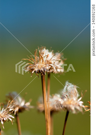 狐薊（Cirsium japonicum）已經散播完它的絨毛了。 140892168