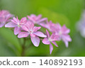 hydrangea   140892193