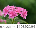 hydrangea   140892194