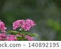hydrangea   140892195