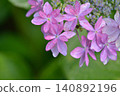 hydrangea   140892196