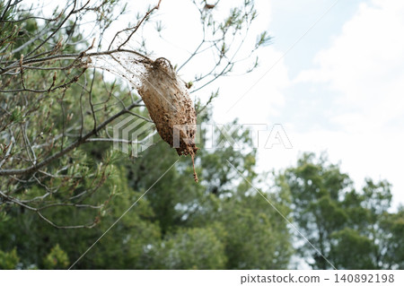 Intricately woven caterpillar nest on pine tree branch in natural forest setting Intricately woven caterpillar nest on pine tree branch in natural forest setting 140892198