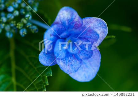 藍色繡球花 藍色繡球花 140892221