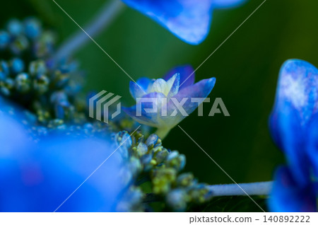 Blue Hydrangea Blue Hydrangea 140892222