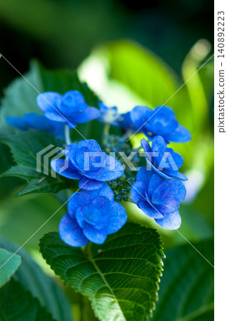 藍色繡球花 藍色繡球花 140892223