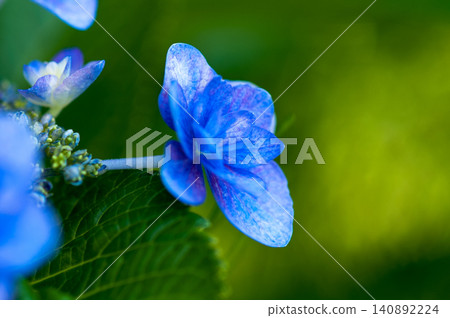 紫色繡球花 紫色繡球花 140892224