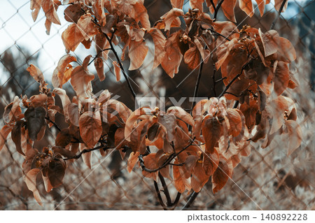 Autumn foliage on tree branches against a chain-link fence background Autumn foliage on tree branches against a chain-link fence background 140892228