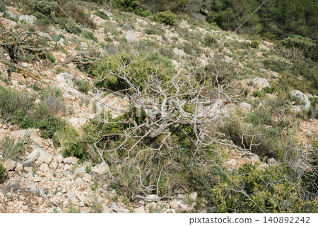 Arid landscape with dry shrub and rocky terrain in mediterranean region Arid landscape with dry shrub and rocky terrain in mediterranean region 140892242