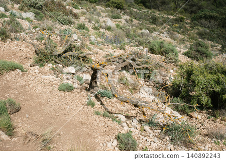 Fallen tree on rocky hillside in natural landscape with wild vegetation Fallen tree on rocky hillside in natural landscape with wild vegetation 140892243