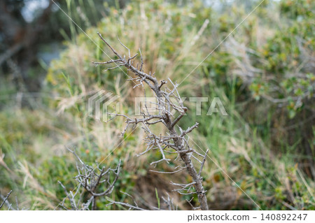 Close-up shot of bare branch against soft focus greenery in natural setting Close-up shot of bare branch against soft focus greenery in natural setting 140892247