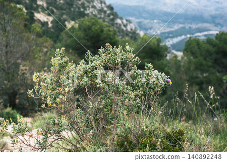 Lush mountain flora in scenic landscape with pine trees and distant views Lush mountain flora in scenic landscape with pine trees and distant views 140892248
