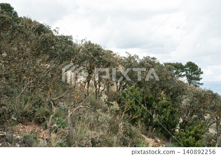 Scenic landscape of forest on rocky hill with cloudy sky in the background Scenic landscape of forest on rocky hill with cloudy sky in the background 140892256