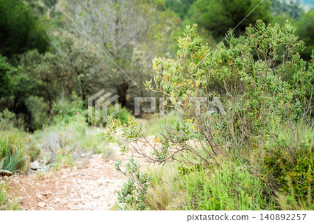 Serene mountain pathway surrounded by lush green foliage and trees Serene mountain pathway surrounded by lush green foliage and trees 140892257