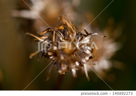 The fox thistle (Cirsium japonicum) has finished scattering its fluff. The fox thistle (Cirsium japonicum) has finished scattering its fluff. 140892273