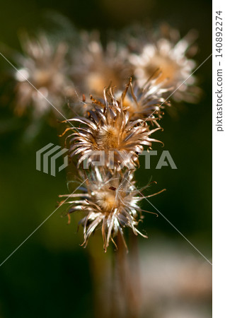 The fox thistle (Cirsium japonicum) has finished scattering its fluff. The fox thistle (Cirsium japonicum) has finished scattering its fluff. 140892274