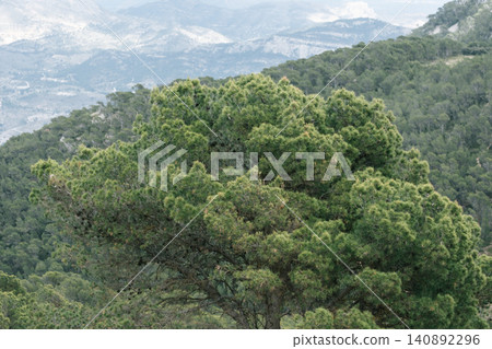 Lush green forested mountain landscape with dense pine trees and misty hills Lush green forested mountain landscape with dense pine trees and misty hills 140892296