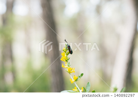 Vibrant bug on yellow flower in serene nature background Vibrant bug on yellow flower in serene nature background 140892297