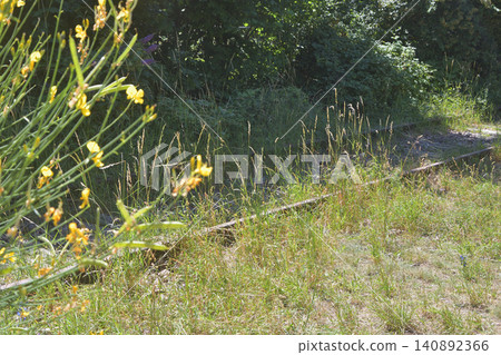 Remains of a disused railway line in Petite Ceinture, 15th arrondissement of Paris (June 14, 2026) Remains of a disused railway line in Petite Ceinture, 15th arrondissement of Paris (June 14, 2026) 140892366