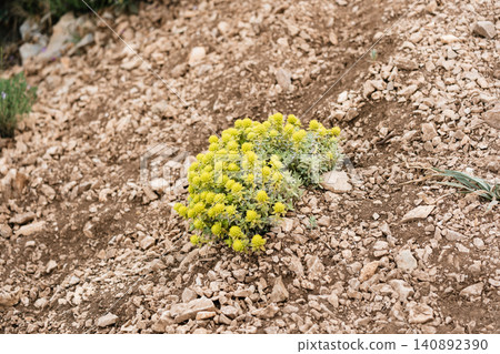 Vibrant yellow flowers blooming amidst rocky terrain Vibrant yellow flowers blooming amidst rocky terrain 140892390